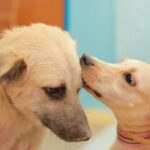 Cadastro para castração de cães começa em Juazeiro do Norte